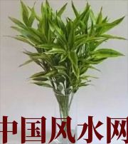 福州十二生肖养什么植物最旺财运？你知道吗！